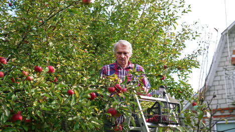 senior man picking apples from a tree