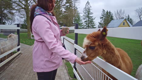 Young-beautiful-woman-feeding-llama-in-mini-zoo-park,-close-up