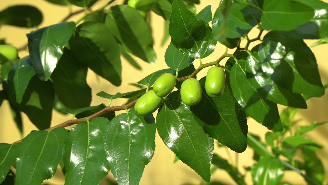 frutas verdes y follaje del árbol de azufaifo que sopla en el viento