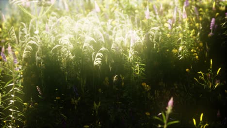 wild flowers in the field