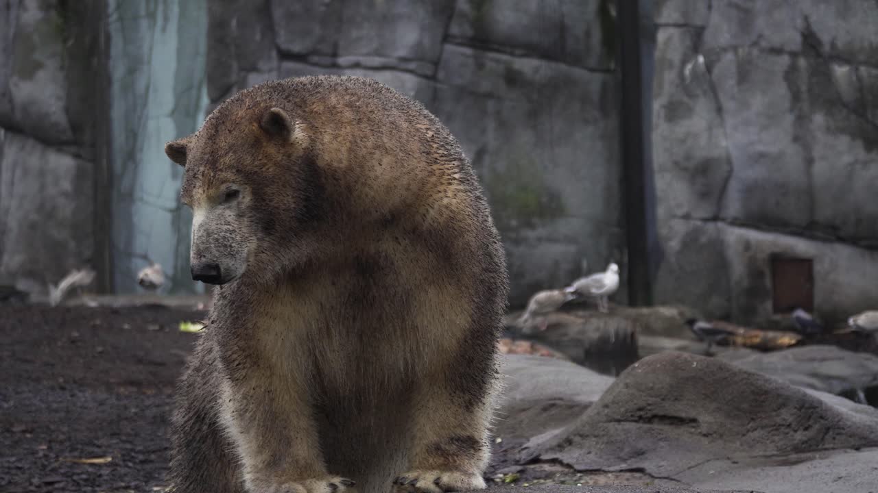 colpo di un orso polare sporco che guarda intorno vicino alle rocce