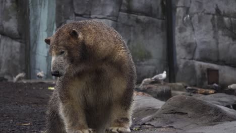 shot of a dirty polar bear looking around near the rocks