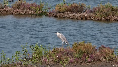 Seen-lifting-its-right-foot-while-facing-to-the-left,-Grey-Heron-Ardea-cinerea,-Thailand