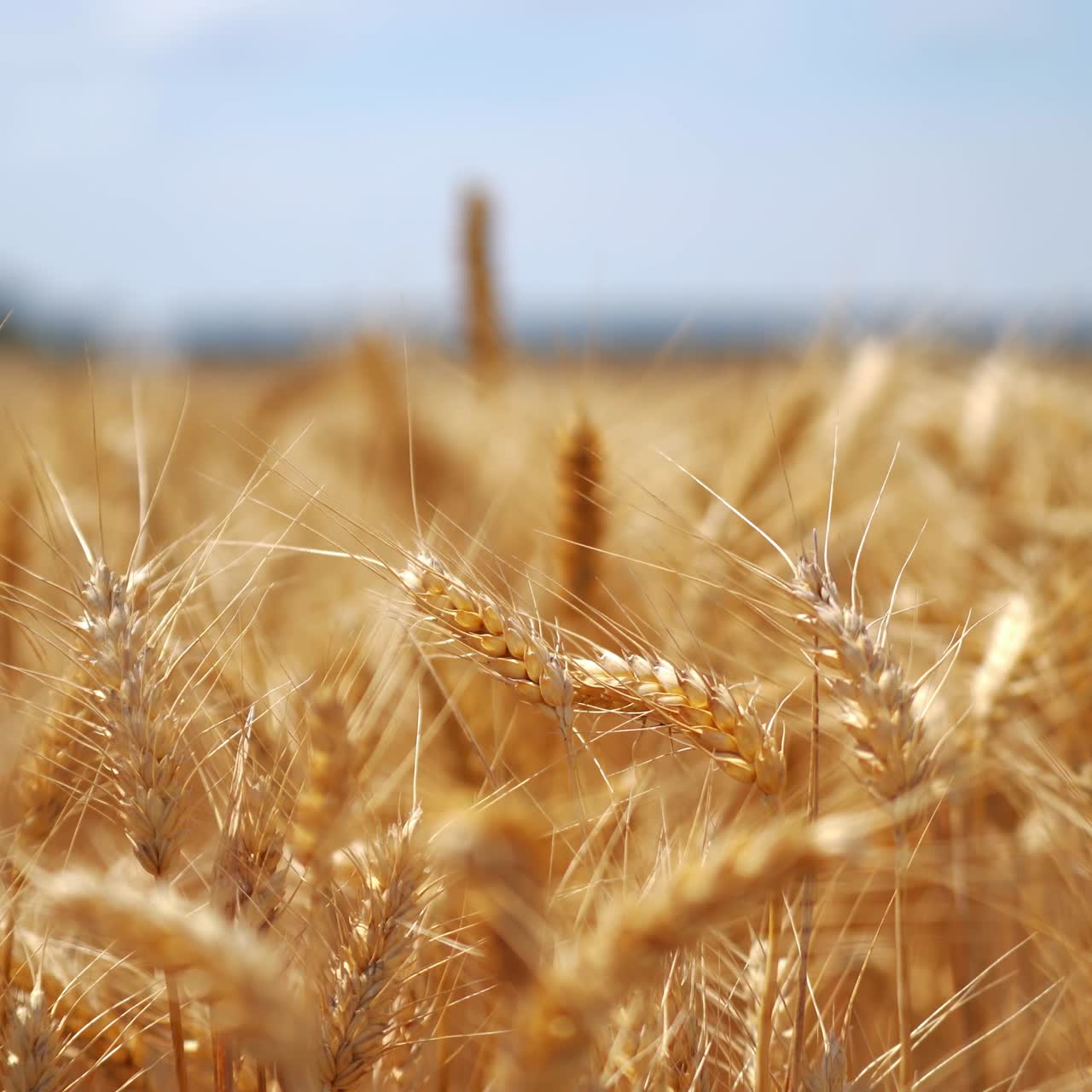 Ears of golden wheat close up