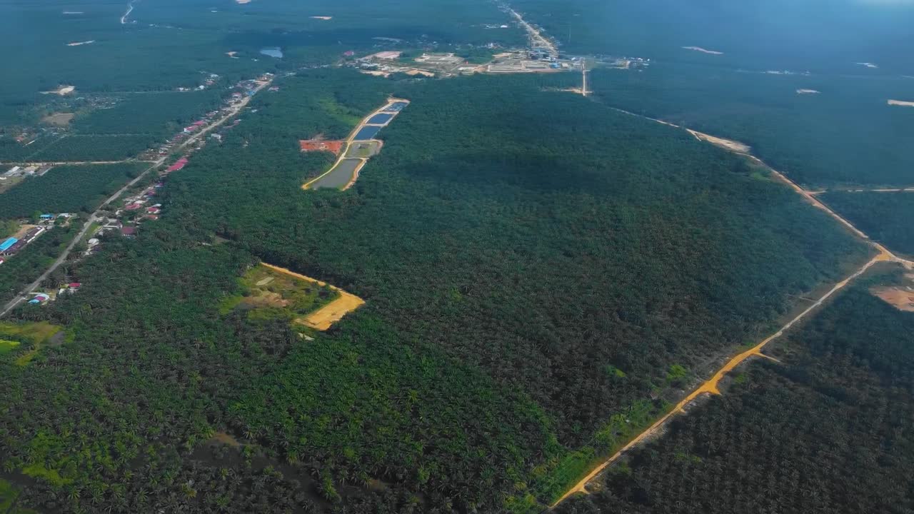 Cinematic drone footage of Oil Palm Plantation in Riau, Indonesia as the country is the world's biggest producer and consumer of the commodity, providing about half of the world's supply.