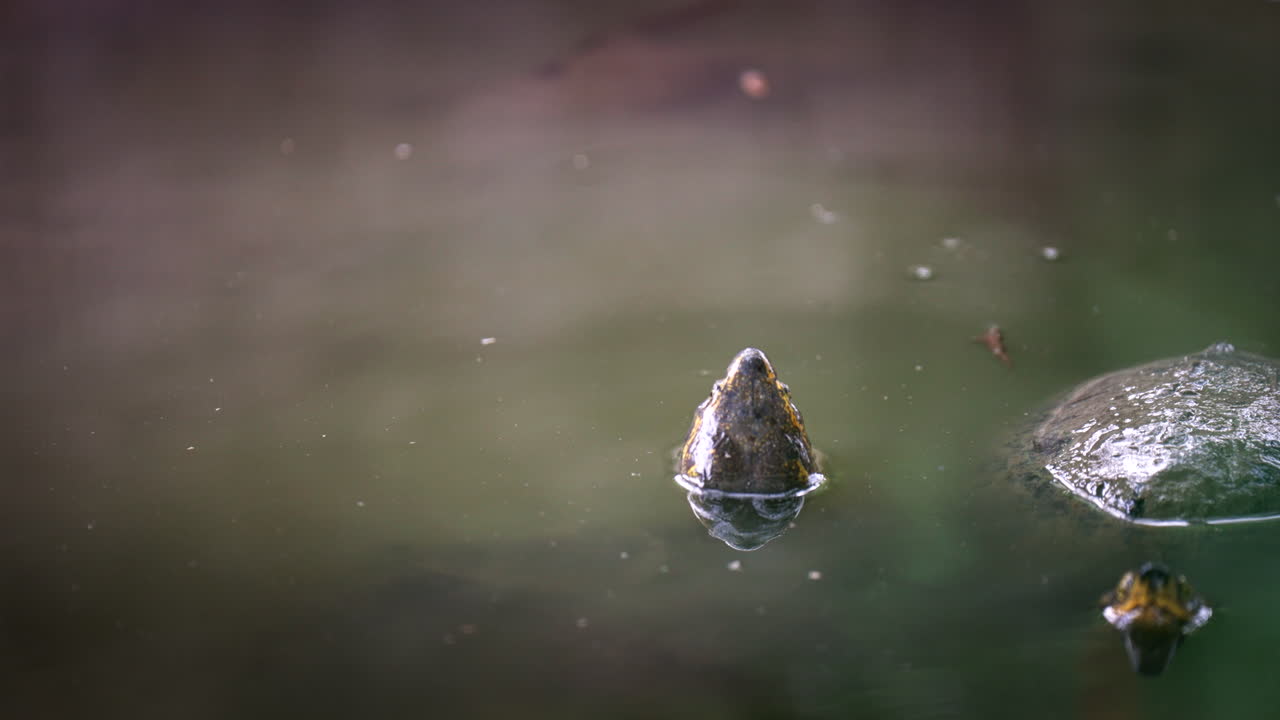 Turtle Head Emerging from Pond Water
