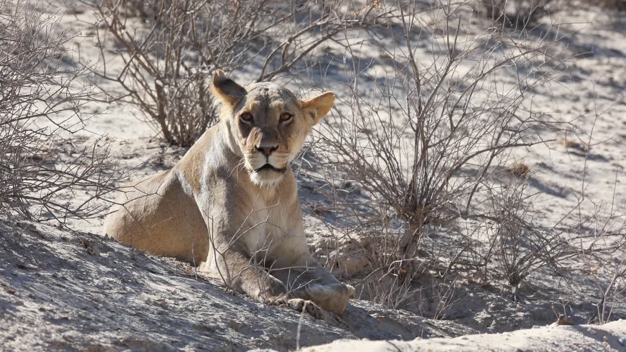A lone lioness lying in the sand between shrubs and looking around, Kgalagadi Transfrontier Park