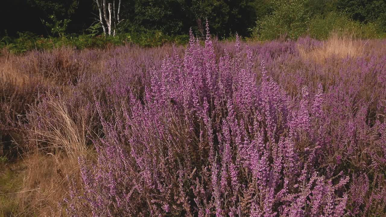 Yaz sonunda çiçek açmış funda (Calluna vulgaris, diğer adıyla Ling).