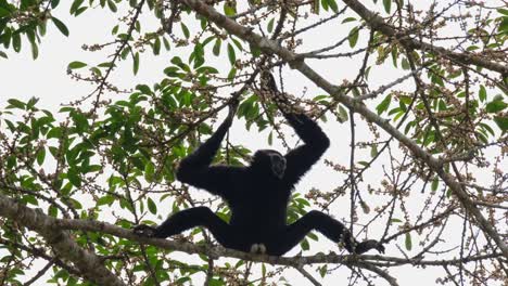 colgando con ambas manos, las piernas extendidas en la rama para crear equilibrio pero también lo suficientemente valiente como para mostrar sus genitales blancos como símbolo de su futuro, el gibón pileado hylobates pileatus, tailandia