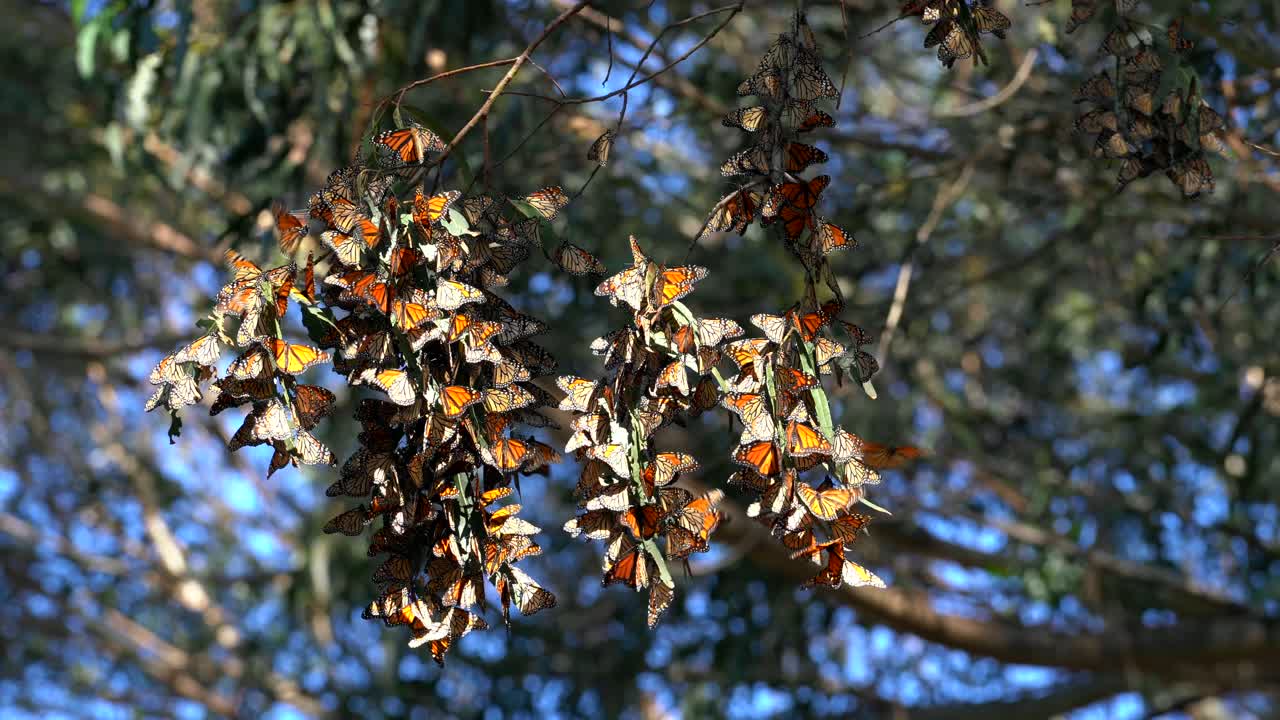 revoloteando mariposas monarca agrupadas en un ciprés frente a la costa del norte de california