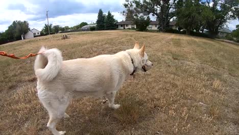 slow motion - husky dog being taken for a walk in a field in a country small town