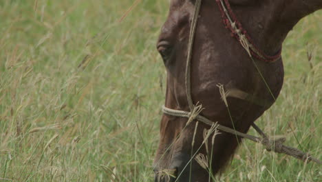 el caballo come hierba en áfrica.