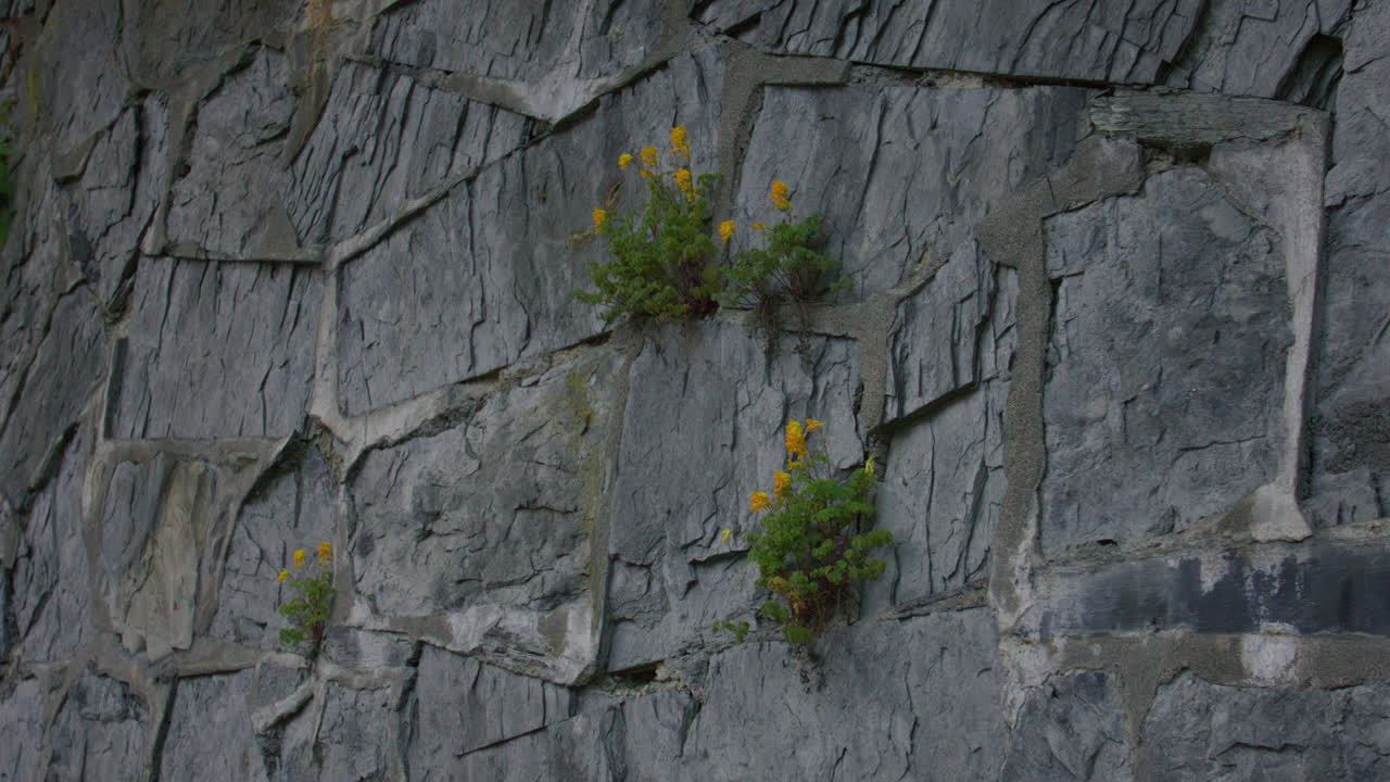 Close-up of yellow wildflowers growing out of cracks in a rugged grey stone wall, showing resilience and natural beauty in an urban environment with dramatic lighting and shadow detail.