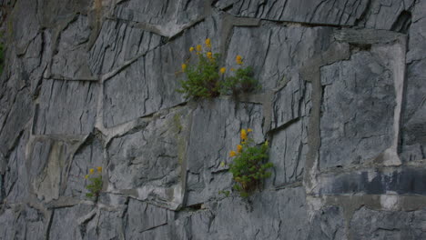 close-up of yellow wildflowers growing out of cracks in a rugged grey stone wall, showing resilience and natural beauty in an urban environment with dramatic lighting and shadow detail.