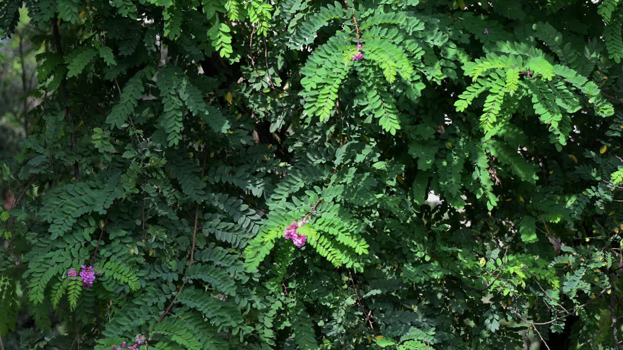 Dense green foliage with blooming pink acacia flowers