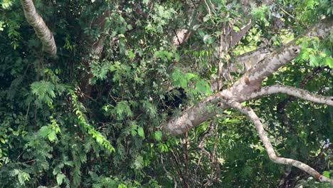 el oso negro asiático bajando de un árbol fructífero, ursus thibetanus, también se llama oso negro asiático