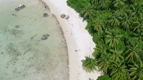antena de arriba hacia abajo de una playa tropical vacía de arena blanca con cocoteros en un día soleado