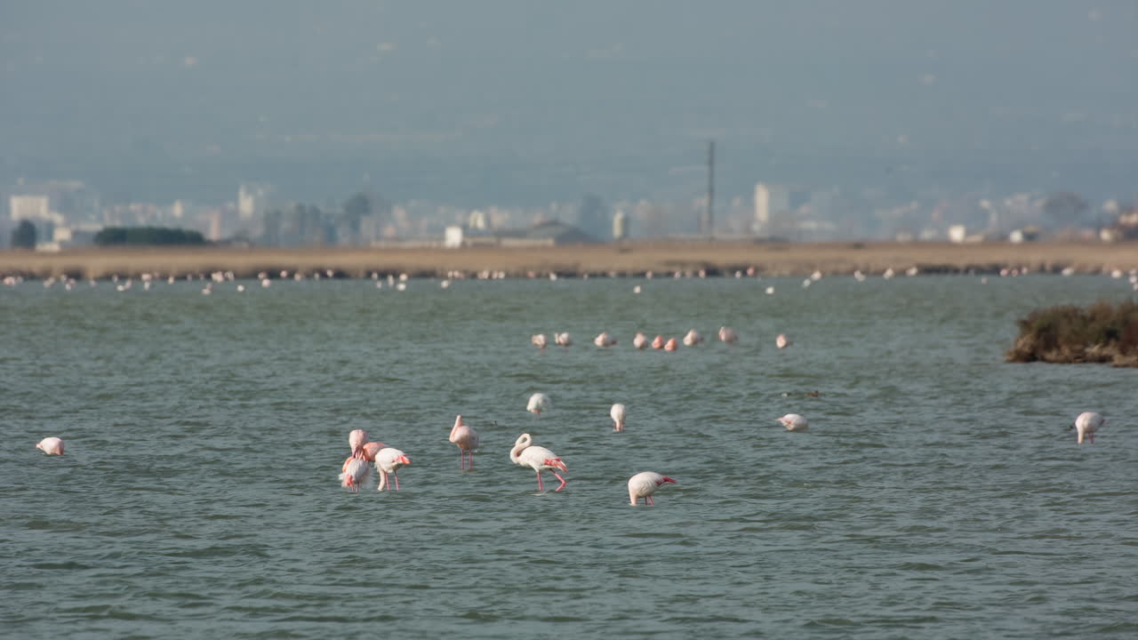 flamingos in shallow delta water in winter