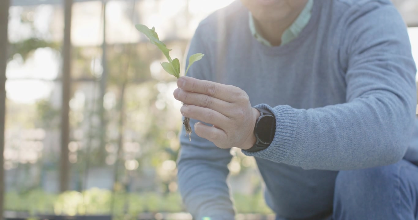 育苗ベンチで膝をつき、苗を手に持った中年女性が、鉢植えのために根を調べている。手首には腕時計が見える。
