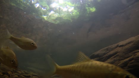 El-Parque-Nacional-Kaeng-Krachan-Es-El-Hogar-De-Muchos-Animales-Salvajes-Fantásticos-Y-Los-Arroyos-Son-Una-Fuente-De-Vida-De-Agua-Dulce-Para-Que-Los-Animales-Beban-Y-Los-Peces-Naden.