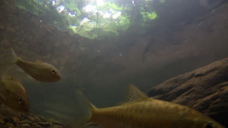 el parque nacional kaeng krachan es el hogar de muchos animales salvajes fantásticos y los arroyos son una fuente de vida de agua dulce para que los animales beban y los peces naden.