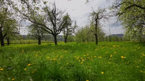 fpv flying between trees in orchard in spring over grass and dandelions