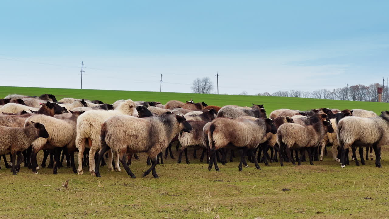 Lovely woolly sheep in the flock walking by the pasture. Domestic sheep walk away from camera.