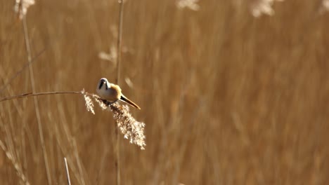 chaffinch in a reedbed