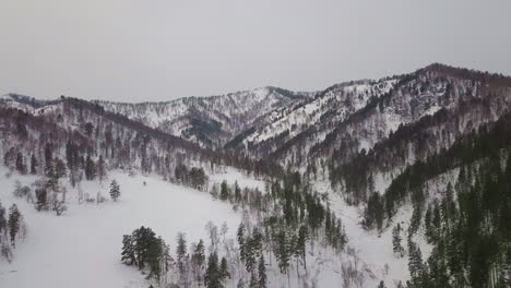 Nadelbäume-Wachsen-An-Schneebedeckten-Hängen-Riesiger-Berge