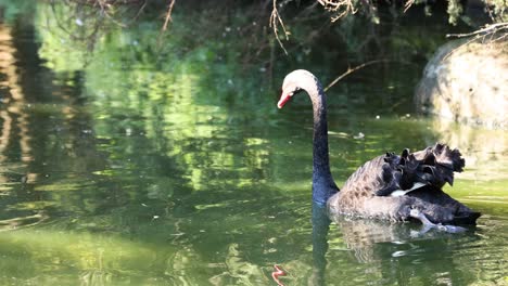 black swan swimming with cygnets on its back