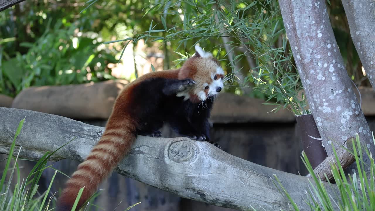 오스트레일리아 동물원 에서 은 판다 가 항해 하는 나무 가지