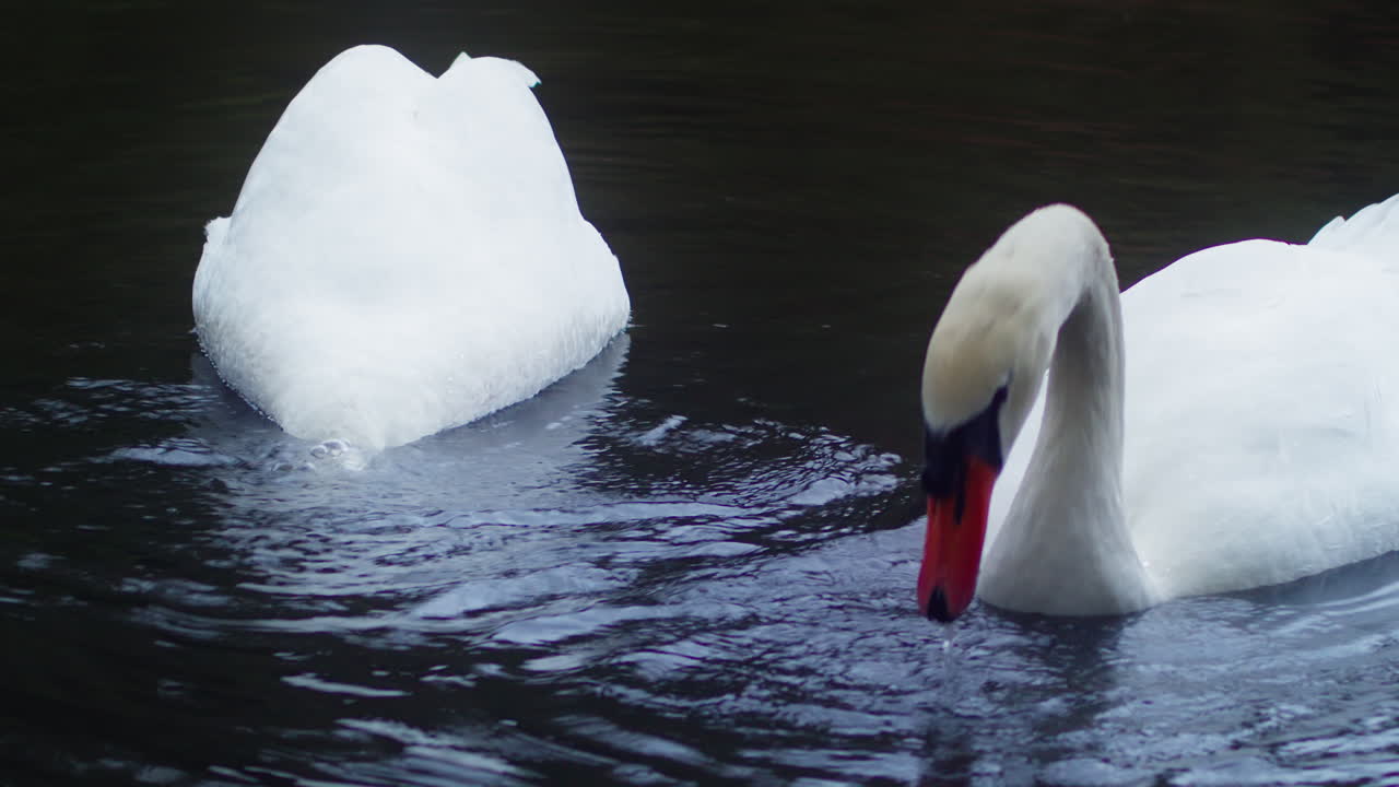 un par de hermosos cisnes bebiendo agua en un estanque en el parque boscawen, truro, inglaterra