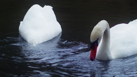 Un-Par-De-Hermosos-Cisnes-Bebiendo-Agua-En-Un-Estanque-En-El-Parque-Boscawen,-Truro,-Inglaterra