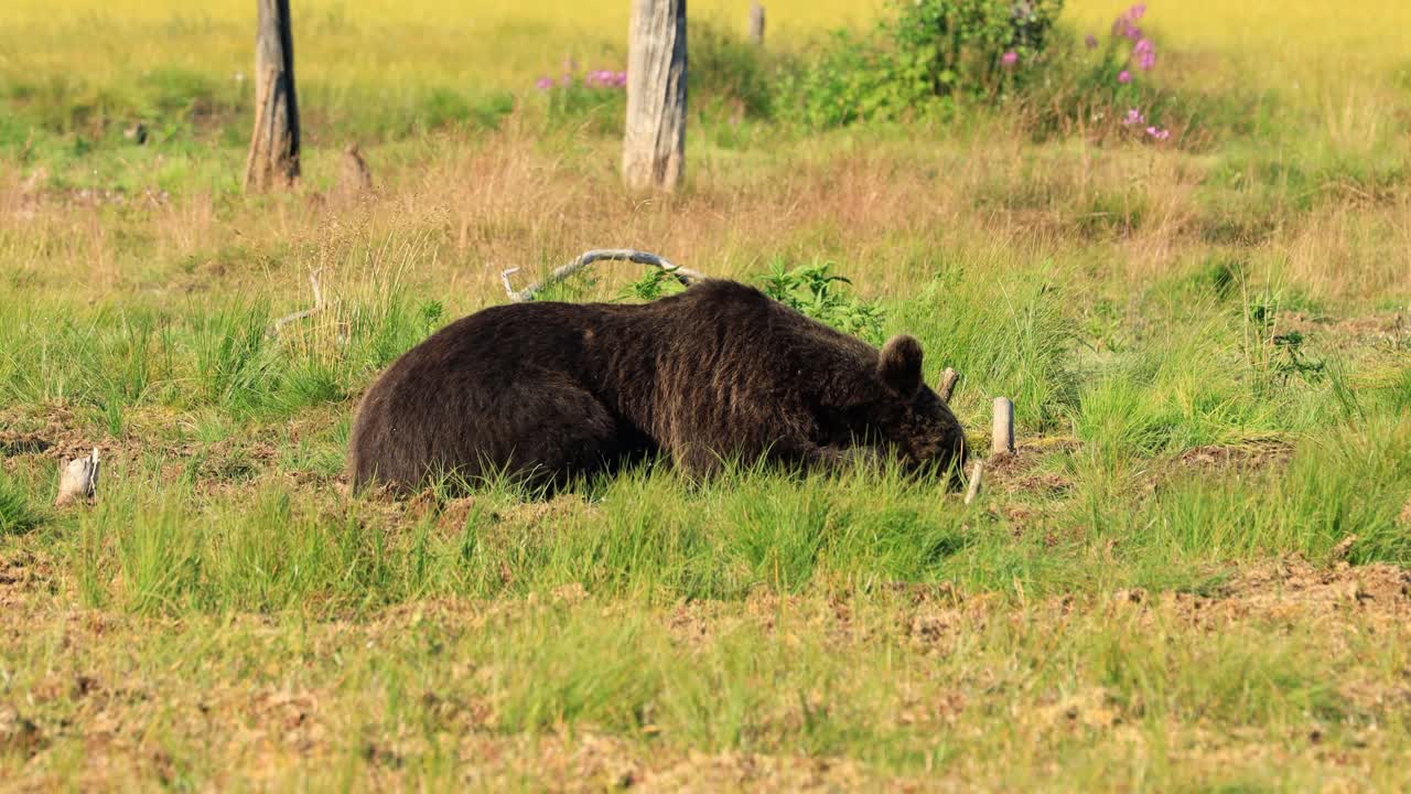 갈색  ⁇  (ursus arctos) 은 야생에서 유라시아 북부와 북아메리카의 대부분에서 발견되는  ⁇ 입니다. 북아메리카에서 갈색  ⁇ 의 개체수는 종종 그리즐리  ⁇ 이라고 불립니다.