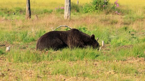 El-Oso-Pardo-(ursus-Arctos)-En-La-Naturaleza-Salvaje-Es-Un-Oso-Que-Se-Encuentra-En-Gran-Parte-Del-Norte-De-Eurasia-Y-América-Del-Norte.-En-América-Del-Norte,-Las-Poblaciones-De-Osos-Pardos-A-Menudo-Se-Denominan-Osos-Pardos.