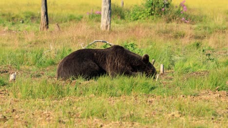 brown bear (ursus arctos) in wild nature is a bear that is found across much of northern eurasia and north america. in north america, the populations of brown bears are often called grizzly bears.