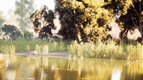peaceful riverside landscape with trees and golden grasses at sunrise