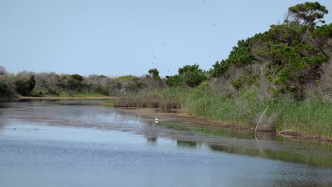 サウスカロライナ州ハンチントンビーチ州立公園の湿地で餌を食べる白鷺