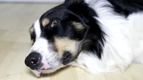 Relaxed-dog-on-a-flat's-floor