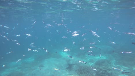 una escuela de peces fusileros nada lentamente bajo la superficie del mar en las aguas cristalinas de raja ampat, indonesia.