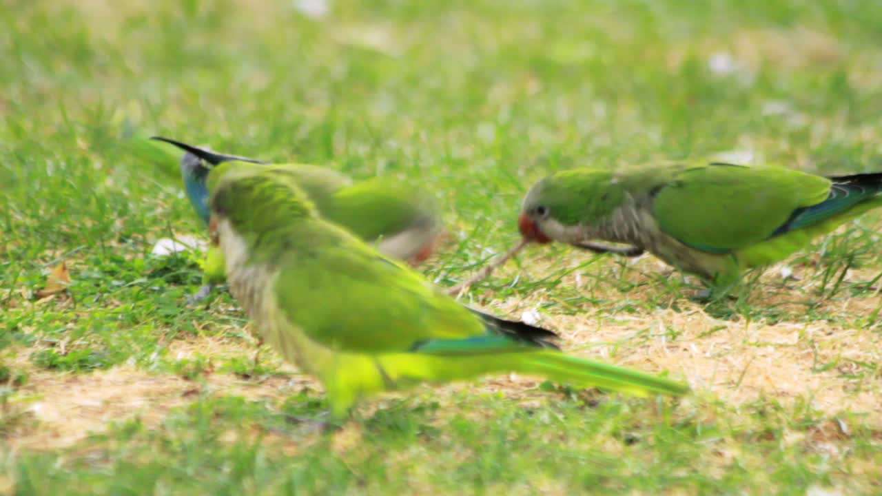 녹색 잔디 위를  ⁇ 는  ⁇ 무새. 초록색 파란  ⁇ 무새가 초원에서 놀고 있다.