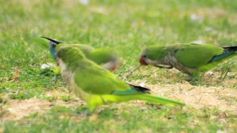 parrots birds walking on green grass. green wavy parrots playing on meadow