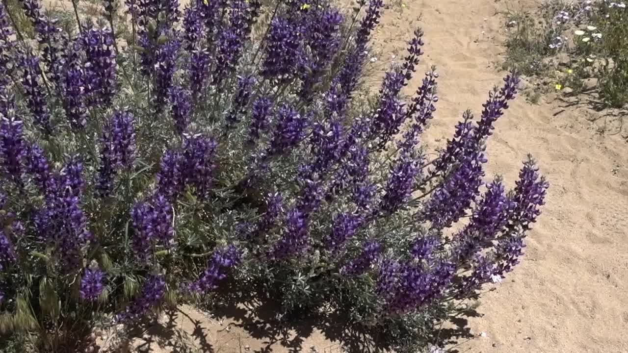 퍼시픽 크레스트 트레일에 인접한 바람에 날리는 야생 루핀 꽃