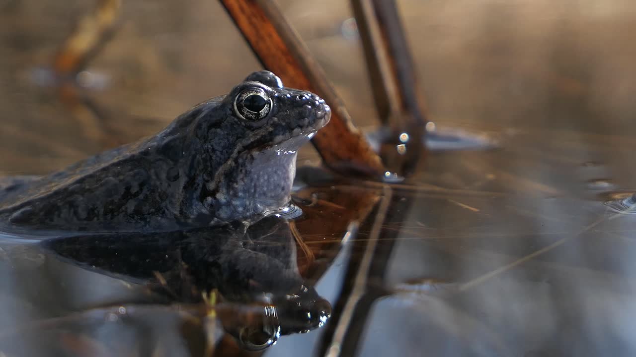 Toad frog moving eyes in strange way and croaking in water, profile close up