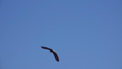 An-American-bald-eagle-flies-toward-the-horizon-against-a-clear-blue-sky-captured-in-slow-motion-