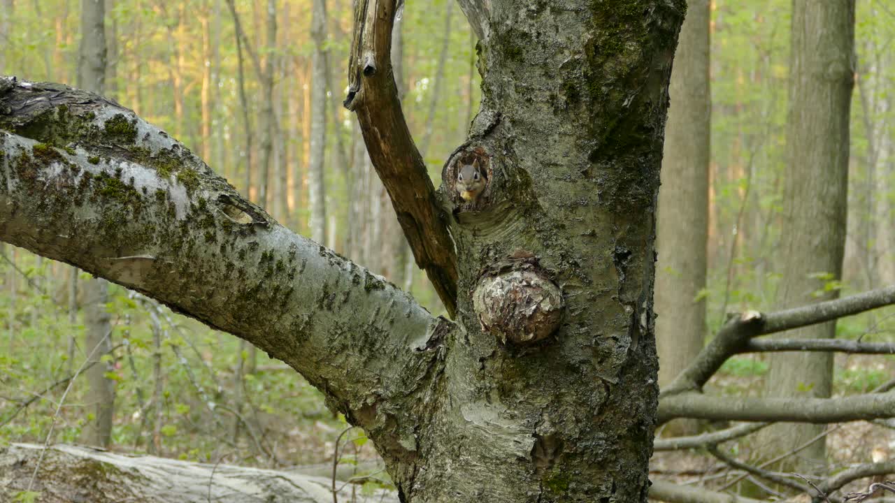 un primer plano estático de una curiosa ardilla emerge del agujero del tronco del árbol, revisando el área y escondiéndose en el bosque.