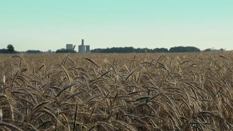 rye sways in the wind