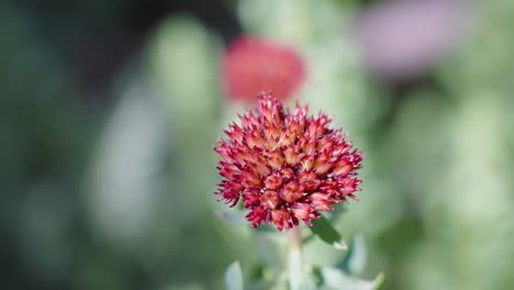 Red-Flower-on-Mount-Bierstadt,-Colorado