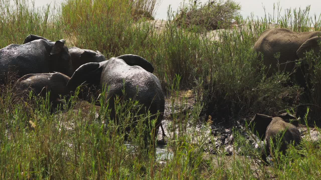 Diversi elefanti, inclusi i cuccioli, riposano e si rotolano soddisfatti in acque basse e fangose tra le canne, con un fiume più ampio visibile dietro, Parco Nazionale Kruger. Ripresa al rallentatore