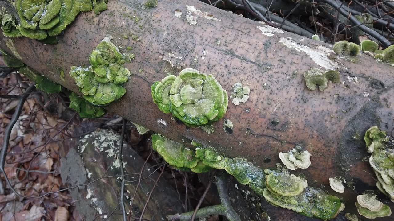 Cogumelos no tronco da árvore.